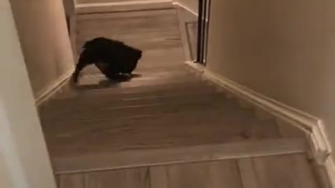 Dog wants to go down the stairs