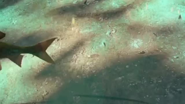 Fish aquariumπππππ