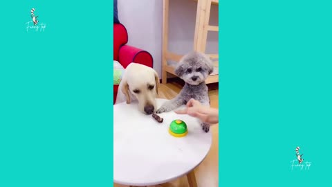 Cute puppies await the count to see who is the fastest!