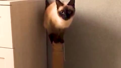 Funny cat. Funny animals. Furry gargoyle.