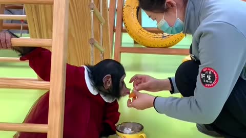 Let a person envy the little monkey