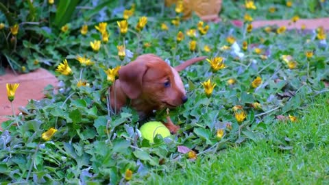 Funny Dogs #Funny Animals