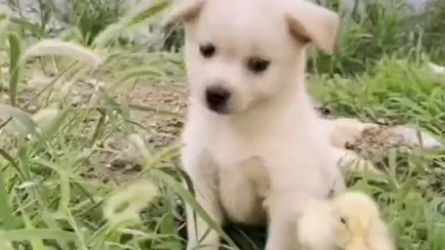 The duckling and the dog became good friends