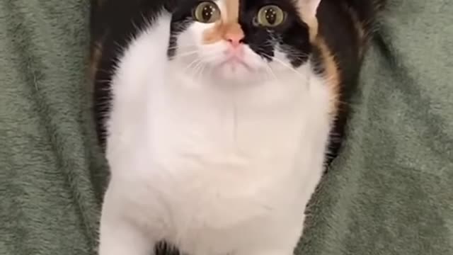 Omg So Cute Cats Best Funny Cat Videos 2021