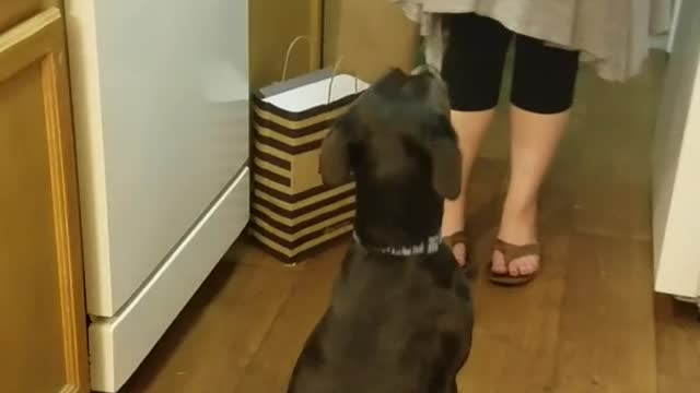 Owner trying to get high five from black dog while holding treat