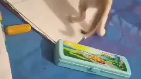 CAT FUNNY GAME