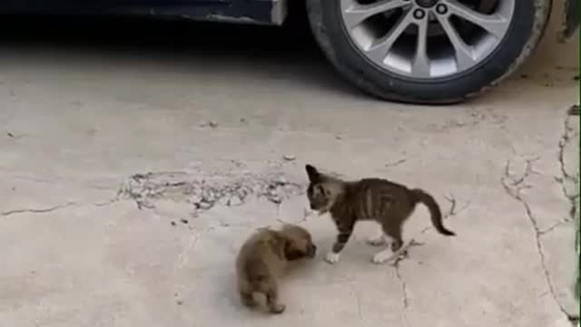 Funny chat 🐱cat