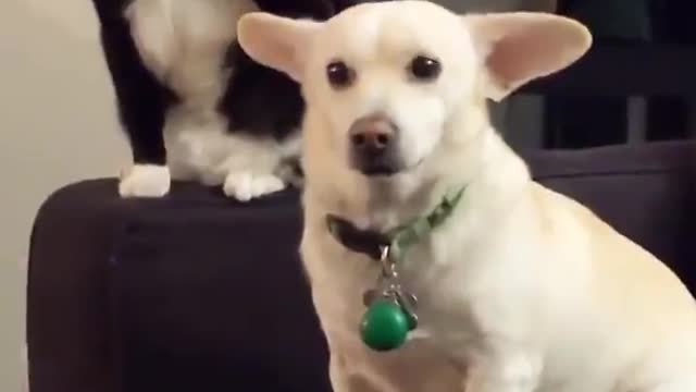 Funniest And Cutest Dog And Cat Funny Pet Animals