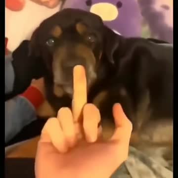 Rottweiler_dog_funny_video_❤️
