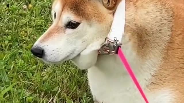 Shiba Inu Training Tips