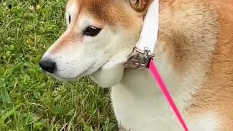 Shiba Inu Training Tips