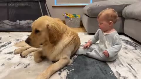 Golden Retriever Pup Makes Baby Cry But Says Sorry! (Cutest Ever!!)