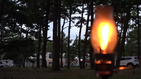 Pine trees and red lanterns 3