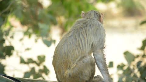 Monkey is eating ice cream