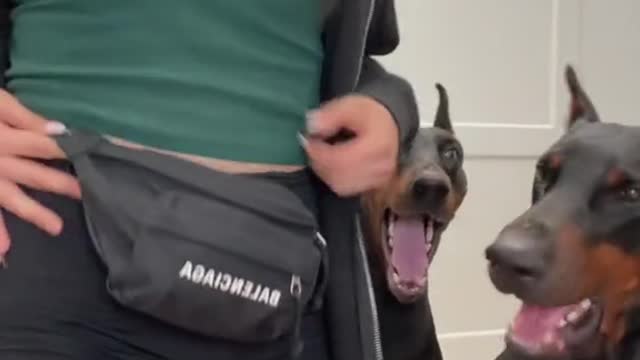 "You're a girl aren't you scared to walk the dogs alone?”