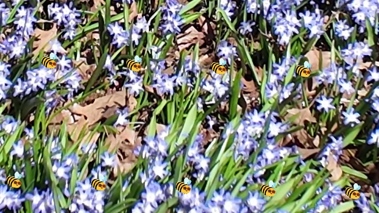 Bee Bonanza on the Kennedy Greenway ScottD317