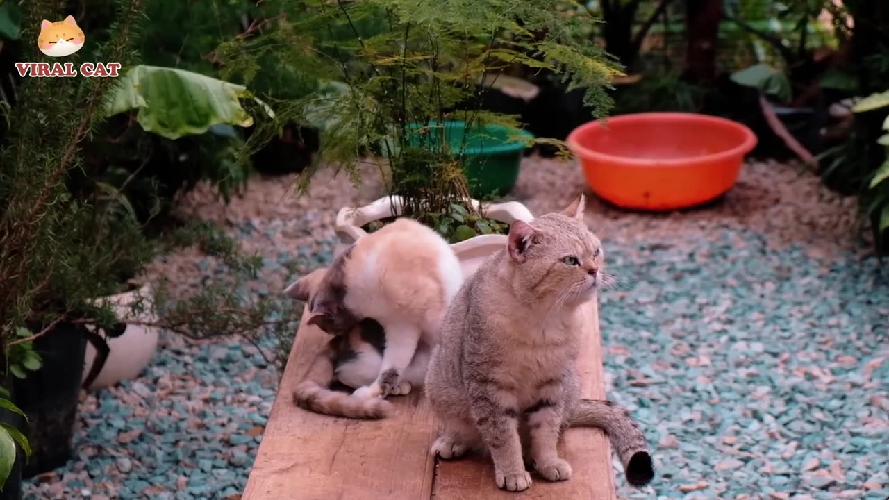 Cats and Kittens Beautiful Scenes Episode 17 | Viral Cat