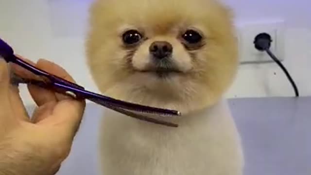 Funny Baby Dog
