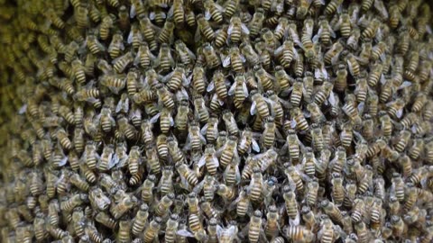 Shimmering Waves How Japanese Honeybees Use Their Wings to Intimidate Predators