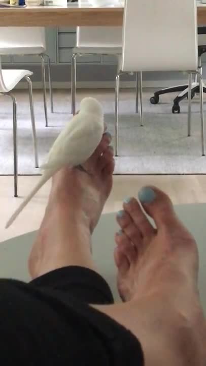 Budgie Kissing Toes