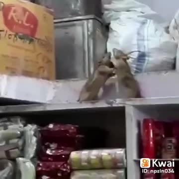 the cat vs mouse 3 briga de ratos