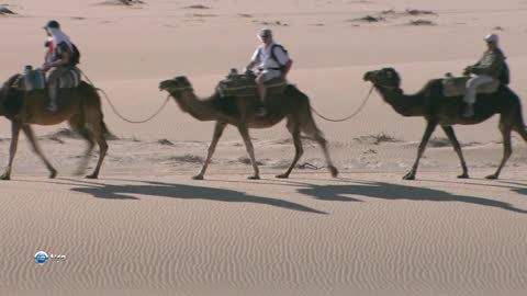 Chalk rocks in the desert and camels