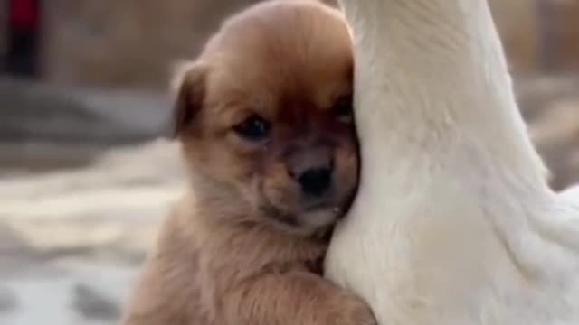 Cute puppy and...