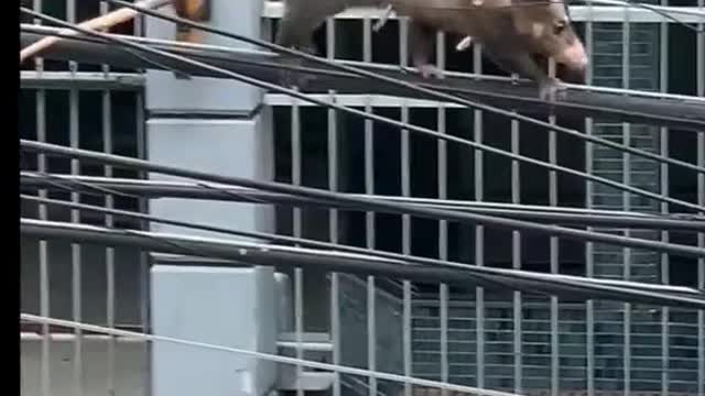 brave mother