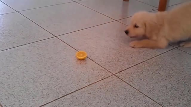 Try not to laugh impossible challenge (funny Puppies)