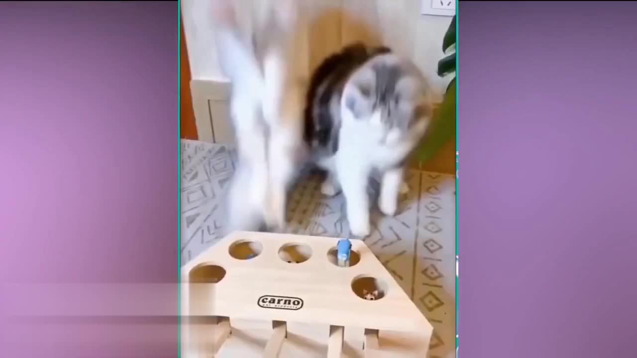 [Another Video Compilation of Funny Cats 2021]