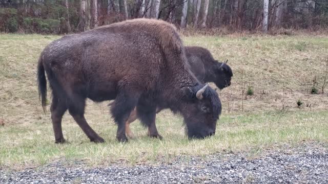 Bison traffic jam