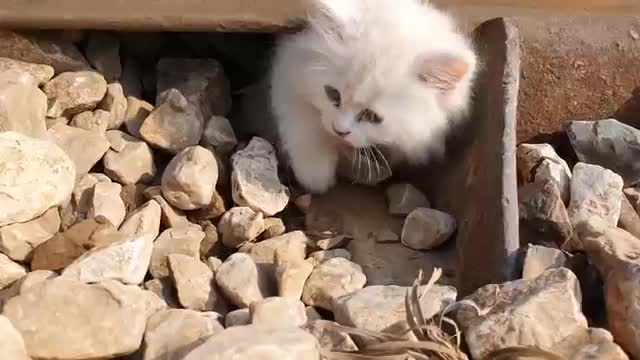 Cute Cats Best Funny Cat Videos