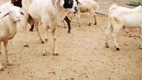 goat grabbing leaves