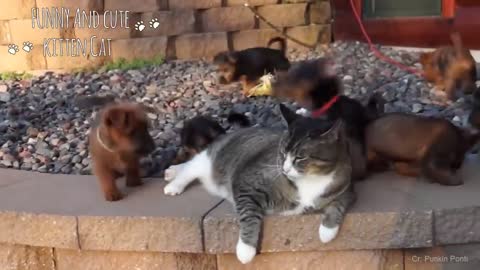 Shocking Tactics About Dog And Cat Funny Video