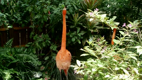 flamingo bird in a tropical garden