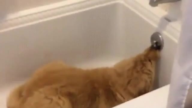 playing in the bathtub