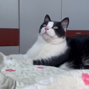 dog dog funny shorts austin dog funny shorts austin texas dog funny shorts