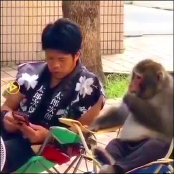 Amazing monkey clip
