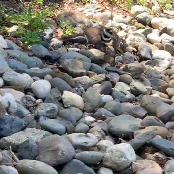 Killdeer faking an injury to protect the eggs