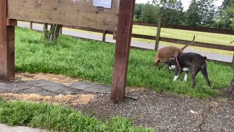 Large German Shepherd attacks Pitbull at Dog Park