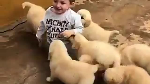 Baby J and the Cute Little dogs