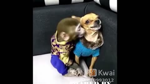 monkey wanting to date the dog. ooh no !