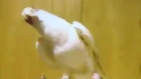 #funny bird #shorts