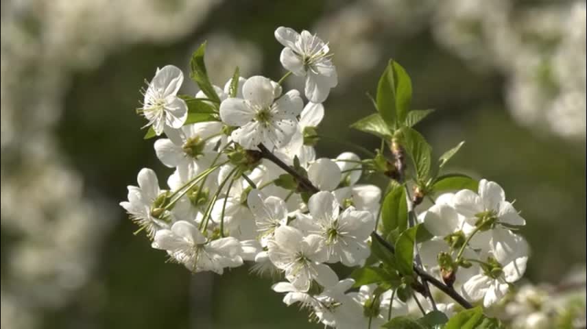 Looking at beautiful flowers can make one happy