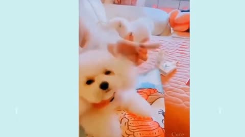 baby puppies funny dogs & cats