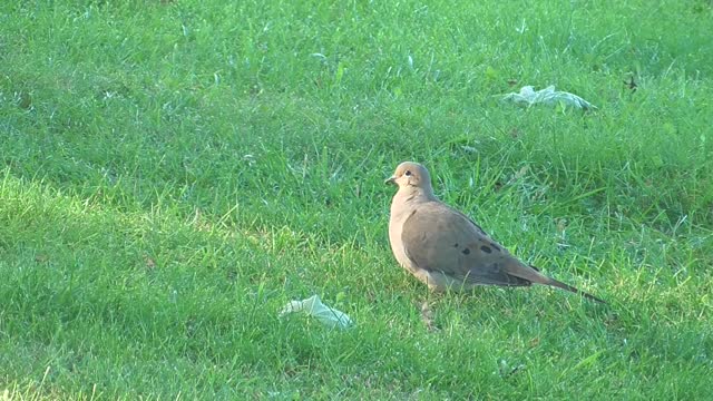 205 Toussaint Wildlife - Oak Harbor Ohio - Pair Of Mourning Doves