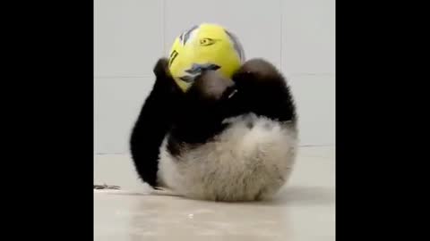 Funny and Cute Panda Videos 🐼 | Funny Animal Videos | The Cute Animals