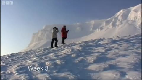 Polar Bear Encounter | Planet Earth | BBC Earth