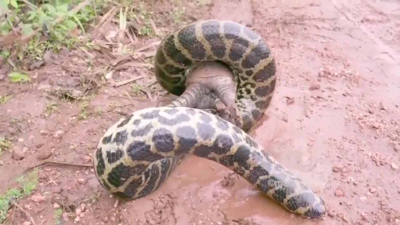 Giant pyton snake, swallowing alive canasta armadillo