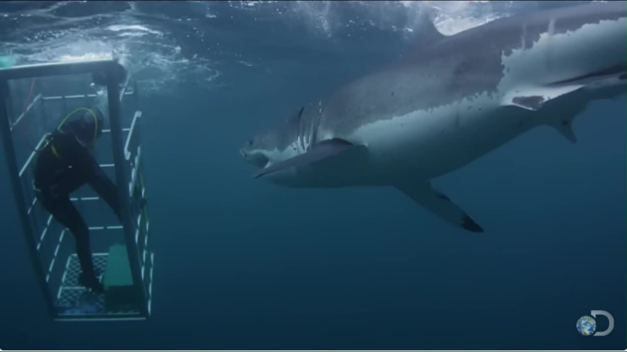 18-Foot Shark Attacks Cage: The Great White Serial Killer Strikes Again